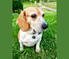 Jesse, a Beagle tested with EmbarkVet.com