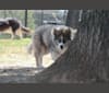 Iroh, a Siberian Husky tested with EmbarkVet.com