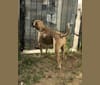 Luna, a Mastiff and Staffordshire Terrier mix tested with EmbarkVet.com