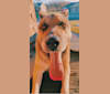 Tiko, a German Shepherd Dog and Perro de Presa Canario mix tested with EmbarkVet.com