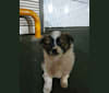 AH LONG, a Japanese or Korean Village Dog tested with EmbarkVet.com