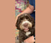 Bolo, an English Springer Spaniel and Poodle (Standard) mix tested with EmbarkVet.com