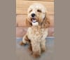 Photo of Chloe, a Poodle (Small), Cocker Spaniel, English Cocker Spaniel, and English Cocker Spaniel (Working Type) mix in Cañon City, Colorado, USA