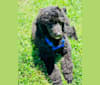 Sully, a Poodle (Standard) tested with EmbarkVet.com