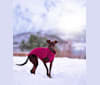 Olivia, a Miniature Pinscher and Russell-type Terrier mix tested with EmbarkVet.com
