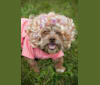 Bella, a Poodle (Small) and Pekingese mix tested with EmbarkVet.com