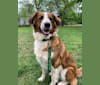 Socrates, a Great Pyrenees and American Pit Bull Terrier mix tested with EmbarkVet.com