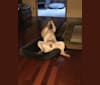 Chowder, a Labrador Retriever tested with EmbarkVet.com
