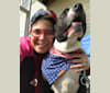 Roger, an American Bully and Rat Terrier mix tested with EmbarkVet.com