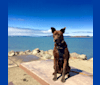 Benny, a Formosan Mountain Dog tested with EmbarkVet.com