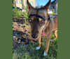 Raya, a Siberian Husky and Alaskan Malamute mix tested with EmbarkVet.com