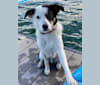 Photo of Auzzie, a Border Collie and Australian Cattle Dog mix in Idaho, USA