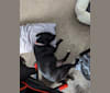 Miya, a Staffordshire Bull Terrier tested with EmbarkVet.com
