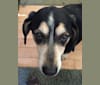 Milo, a Basset Hound and Beagle mix tested with EmbarkVet.com
