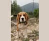 Peter Pan Lou Crystal Song, a Beagle tested with EmbarkVet.com