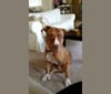 Sam, a Staffordshire Terrier and Boxer mix tested with EmbarkVet.com