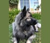 Photo of Thor, a Keeshond 