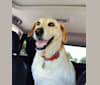 Rochee, a Labrador Retriever and Chow Chow mix tested with EmbarkVet.com