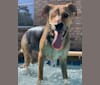 Photo of Fetty, a German Shepherd Dog and American Pit Bull Terrier mix in Texas, USA