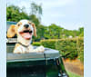 Langston Hughes, a Beagle and Australian Shepherd mix tested with EmbarkVet.com