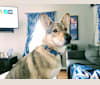 Freya, a German Shepherd Dog and Siberian Husky mix tested with EmbarkVet.com