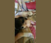 Photo of Beyla, a Siberian Husky, Border Collie, and Beagle mix