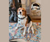 Frodo, a Beagle and Cavalier King Charles Spaniel mix tested with EmbarkVet.com