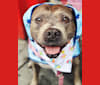 Stevie Nicks, an American Staffordshire Terrier tested with EmbarkVet.com