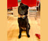 Baloo Stern, a Hong Kong Village Dog tested with EmbarkVet.com