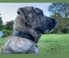 Photo of Temujin, the Heartbreaker, an Anatolian Shepherd Dog (5.6% unresolved) in Tennessee, USA