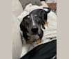Photo of Cannonball, a Mountain Cur, Border Collie, and Treeing Walker Coonhound mix in Shelbyville, Kentucky, USA