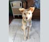 Mila, an East Asian Village Dog tested with EmbarkVet.com