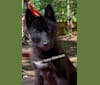 Carina, a Siberian Husky tested with EmbarkVet.com