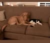 Max, a Labrador Retriever and Treeing Walker Coonhound mix tested with EmbarkVet.com