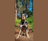 Romeo, a Labrador Retriever and Siberian Husky mix tested with EmbarkVet.com