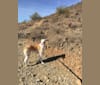 Kona, an Arabian Village Dog tested with EmbarkVet.com
