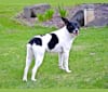 Maisey, a Rat Terrier and Toy Fox Terrier mix tested with EmbarkVet.com