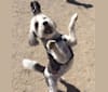 Lt. Dan, a Beagle and Poodle (Small) mix tested with EmbarkVet.com