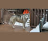 Juno, a Siberian Husky tested with EmbarkVet.com