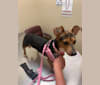 Penny, a Chihuahua and Russell-type Terrier mix tested with EmbarkVet.com