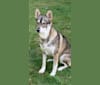 Photo of Pepper, a Siberian Husky, Alaskan Malamute, German Shepherd Dog, and Mixed mix in Texas, USA