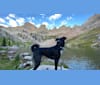 Ember, an Anatolian Shepherd Dog and Border Collie mix tested with EmbarkVet.com
