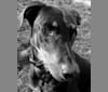 Neo, a Doberman Pinscher and Rottweiler mix tested with EmbarkVet.com