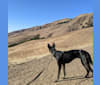 Raven, a Formosan Mountain Dog tested with EmbarkVet.com