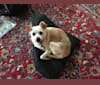 Blip, a Chihuahua and Cocker Spaniel mix tested with EmbarkVet.com