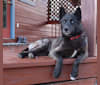 Ajax a dog tested with EmbarkVet.com