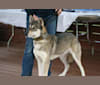 Ru a dog tested with EmbarkVet.com