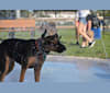 Memphis, a Bluetick Coonhound and Catahoula Leopard Dog mix tested with EmbarkVet.com
