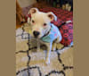 Photo of Reba Snackentire, an American Pit Bull Terrier and American Staffordshire Terrier mix in Lawton, Oklahoma, USA