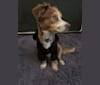 Nova, a Chihuahua and Rat Terrier mix tested with EmbarkVet.com